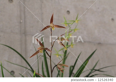 Tosa Coldan Matsuru 12526340