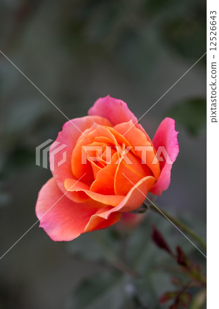 Roses of the seasons (Disneyland · Rose) Roses of the seasons (Disneyland · Rose) 12526643