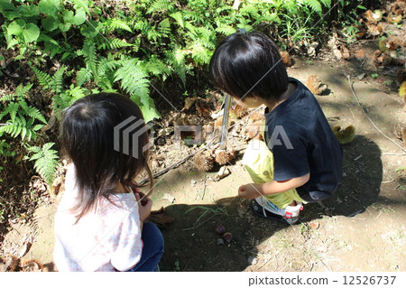 板栗採摘 12526737