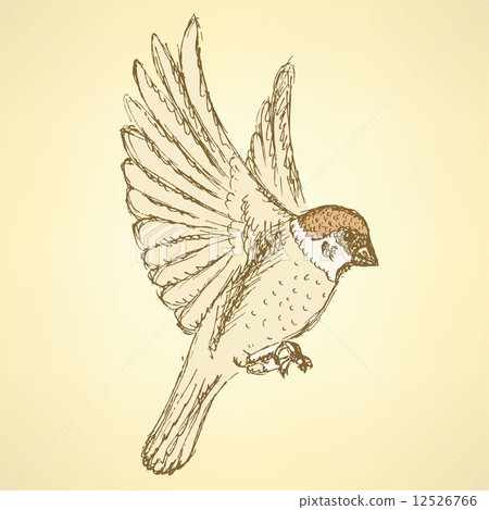 Sketch cute sparrow 12526766