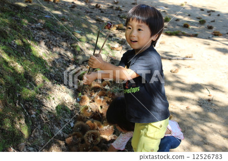 板栗採摘 12526783