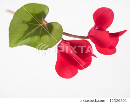 仙客來紅緋紅色 12526801