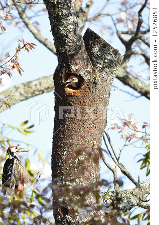Parent and child of Giant Powder ② Parent and child of Giant Powder ② 12526851