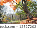 在楓樹下 12527202