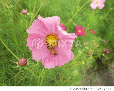 Cosmos and bees Cosmos and bees 12527877