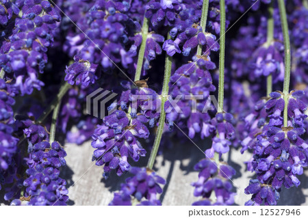 Lavender macro shot Lavender macro shot 12527946