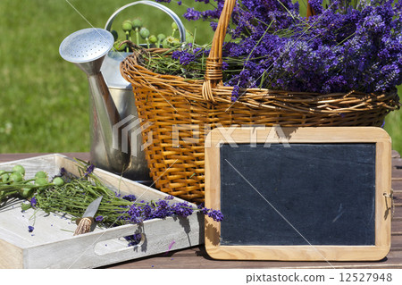 Lavender harvest time 12527948