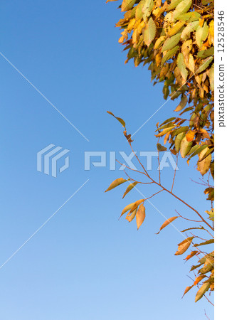 Dead leaves that are likely to deciduate 12528546