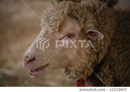 Heavenly sheep 3 Heavenly sheep 3 12528607