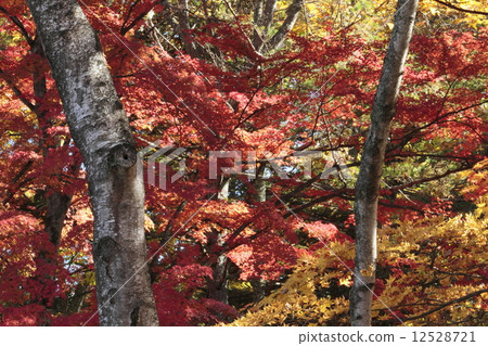 Autumn leaves of the cloud pool pond 12528721