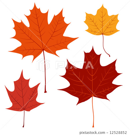 Set of vector maple leaves for your design - Stock Illustration ...