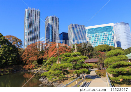 Autumn leaves of Tokyo Hamarikyu Imperial Park 12528957