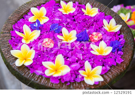 Frangipani flowers in a bowl of water Frangipani flowers in a bowl of water 12529191