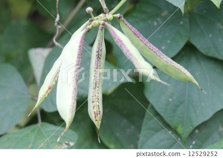 富士豆果 富士豆果 12529252