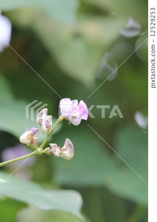 富士豆花 富士豆花 12529253