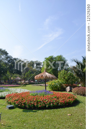 The flower in the garden The flower in the garden 12529260