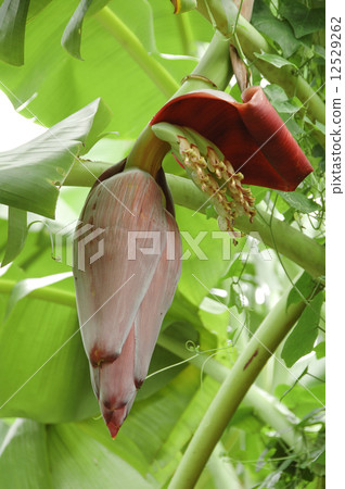Banana Banana 12529262