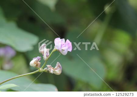Fuji bean flowers 12529273