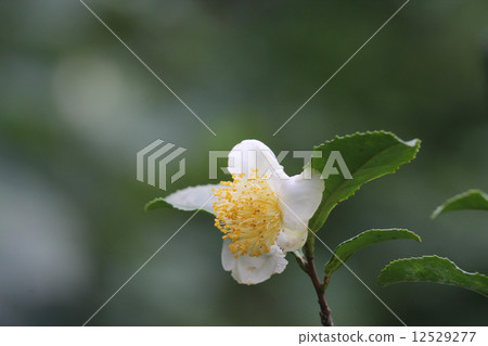 Flowers of tea tree 12529277