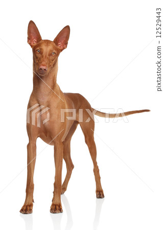 Pharaoh Hound on white 12529443