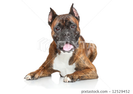 Boxer dog over white background Boxer dog over white background 12529452