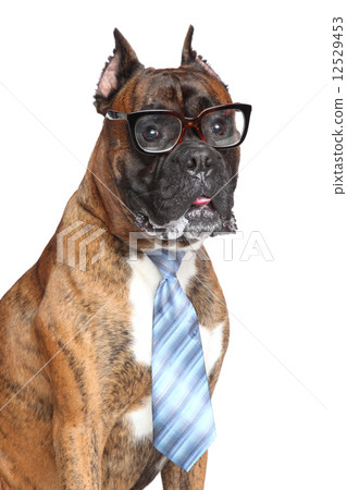 Boxer dog tie and glasses Boxer dog tie and glasses 12529453