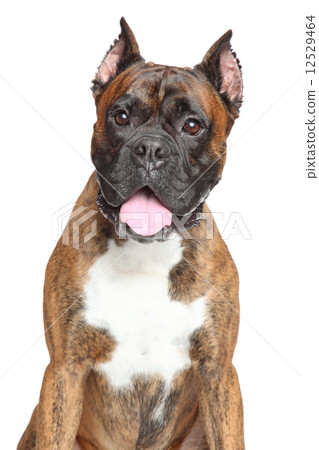 Close-up of Boxer dog 12529464