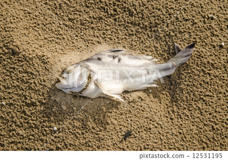 Closeup of a dead fish on a polluted beach Closeup of a dead fish on a polluted beach 12531195