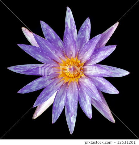 beautiful lotus flower 12531201