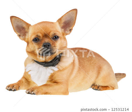 Chihuahua Dog in Anti Flea Collar Isolated on White Background. Chihuahua Dog in Anti Flea Collar Isolated on White Background. 12531214