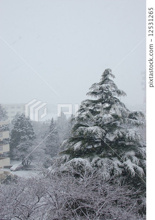 Himalaya Sugi Himalaya Sugi 12531265