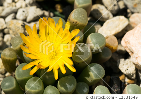 Fenestaria · Loparofila, gun ball, Cranea family, South Africa 12531549