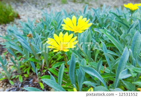 Gazania · Regence ,, Gazania · Lemon tart, Ornaments of Ornaments chrysanthemum, Asteraceae, South Africa 12531552