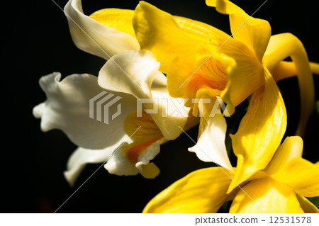 Dendrobium · roseiodolum, orchidaceae, Vietnam Dendrobium · roseiodolum, orchidaceae, Vietnam 12531578