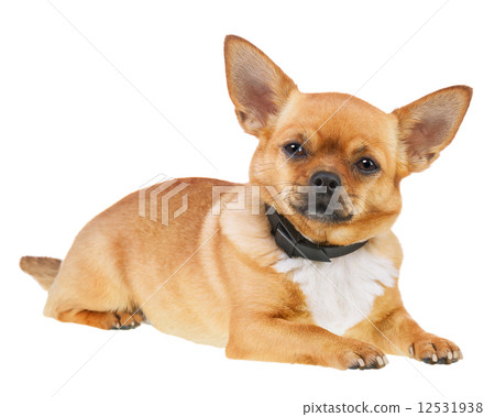 Chihuahua Dog in Anti Flea Collar Isolated on White Background. Chihuahua Dog in Anti Flea Collar Isolated on White Background. 12531938