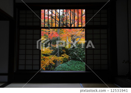 Autumn leaves from the window of stray angleness Autumn leaves from the window of stray angleness 12531941