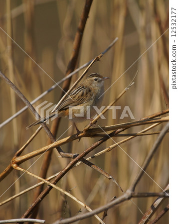 It is Snow Addiction. You look chic. 12532177