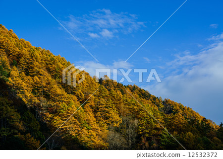 Yellow leaves of Chuo Onsen Yellow leaves of Chuo Onsen 12532372