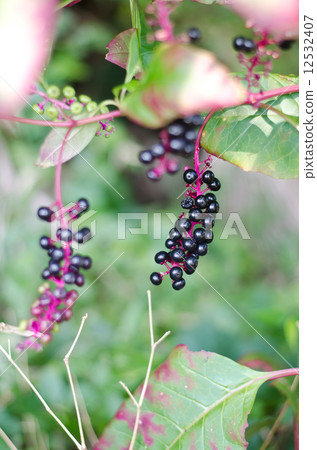 山區鄉房 12532407