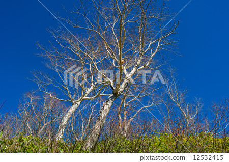 白樺和藍天 白樺和藍天 12532415