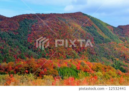 燦爛的秋葉在山腳下 燦爛的秋葉在山腳下 12532441