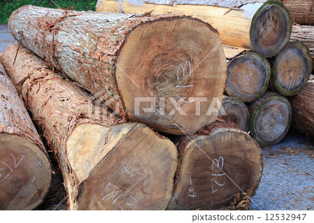 Yoshino cedar Yoshino cedar 12532947