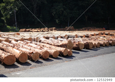 吉野雪松 吉野雪松 12532949