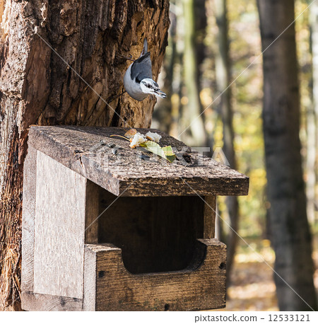 Nuthatch on bird feeder eating seed 12533121