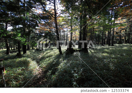 Otagichigahara 12533374