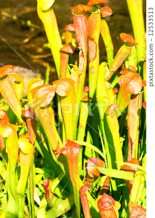 Salacenia·Alata，Salacenianaceae，北美洲南部 12533513