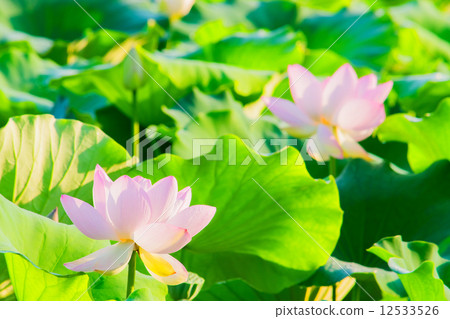 粉色荷花 12533526