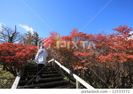 Otamekegara Autumn leaves Otamekegara Autumn leaves 12533572