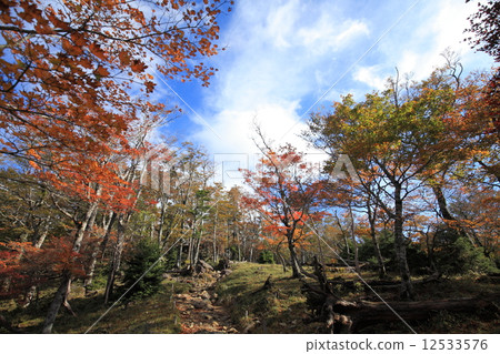 Otamekegara秋葉 Otamekegara秋葉 12533576