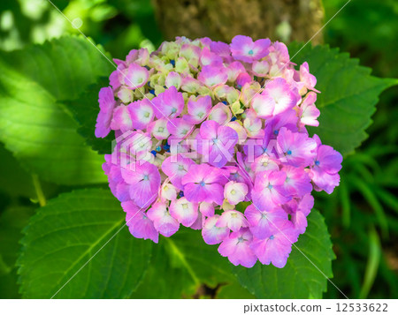  繡球 12533622